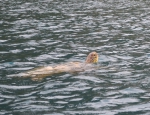 Черепаха в лагуне Олюдениза