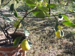 Лимончики с нашего дерева