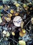 Сбор грибов, белый мухомор. Варламовский лес Челябинская область