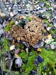 Сбор грибов, опята. Варламовский лес Челябинская область