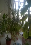 растения на окошке