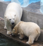 Новосибирский зоопарк белые медведи отзыв фото