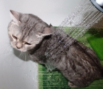 мытье кота