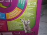 Рекомендации по питанию котят 6-10 месяцев