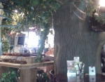 дерево внутри кафе