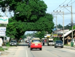 Кольцевая дорога на Маенами. Дерево над дорогой