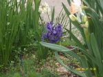 сине-фиолетовый гиацинт