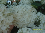 гортензия Анабель белая, цветы много мелких цветочков в одной шапке, крупным планом