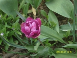 Сиреневый тюльпан