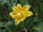 Желтый тюльпан с красным поперечным сечением