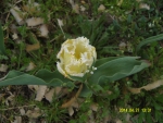 Бело-желтый тюльпан с игольчатым ободком