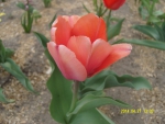 Темно-розовый тюльпан