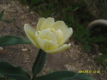 Нежно-желтый тюльпан