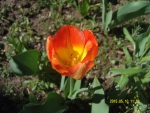 "Огненный" тюльпан