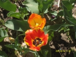 Красный и оранжевый тюльпаны