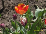Огненный и фиолетово-белый тюльпан