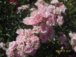 Бордюрная роза розовая махровая
