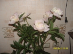 Бело-лимонная пиона с розовыми прожилками 1