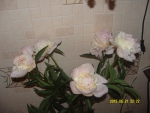 Бело-лимонная пиона с розовыми прожилками 2