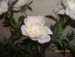 Бело-лимонная пиона с розовыми прожилками 3