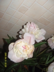 Бело-лимонная пиона с розовыми прожилками 5