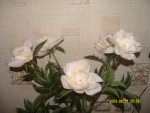 Бело-лимонная пиона с розовыми прожилками 6