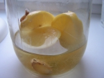 Лимон с имбирем