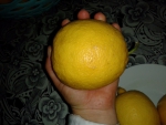 лимоны 3
