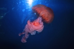 Медуза в океанариуме