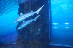 Акулы в океанариуме