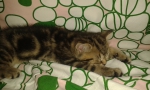 спит котенок скоттиш фолд