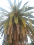 пальма в Пицунде