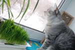 Кот и трава.