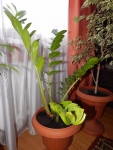 Замиокулькас, 4-х летнее растение