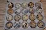 перепелиные яйца ЭКО-Птицефабрика