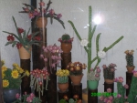Цветущие кактусы из марципана