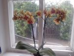 моя орхидея