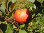 Августовское яблочко