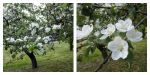 Фестиваль воздушных змеев "Пестрое Небо", Царицыно, moskitefest, яблони цветут
