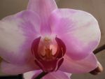 цветок орхидеи
