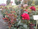 розы версальские
