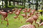 Скульптуры фламинго