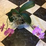 Орхидея фаленопсис общий вид