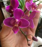 Орхидея фаленопсис-мини (цветение)