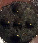 Проросшие семена баклажана по квадратно-гнездовому методу посадки