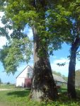 Одно из старых деревьев в усадьбе Домейко