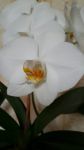 Цветок орхидеи с желтой сердцевинкой