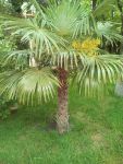 пальмы в старом парке