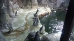 Пингвины из Московского зоопарка
