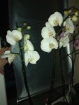 Белы цветы орхидеи